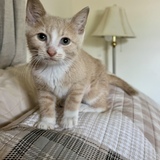 Entry image for Maple 