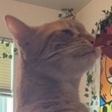 Entry image for Oliver