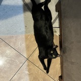 Entry image for Muffin 