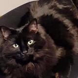 Entry image for Henry