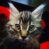 Entry image for Murphy 