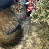 Entry image for Stormy