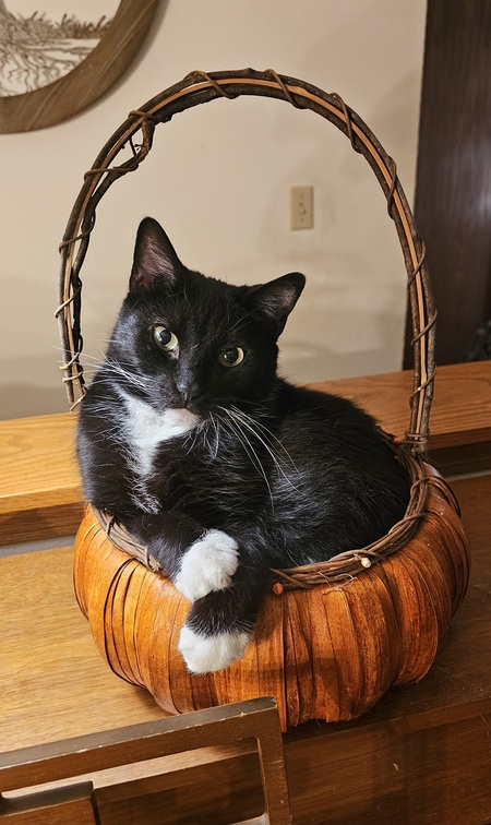 Entry image for Sammy. Clicking this image will show a larger photo