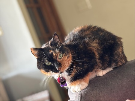 Entry image for Echo. Clicking this image will show a larger photo