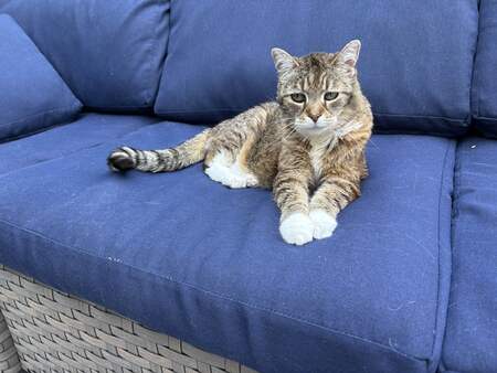 Entry image for Fern. Clicking this image will show a larger photo