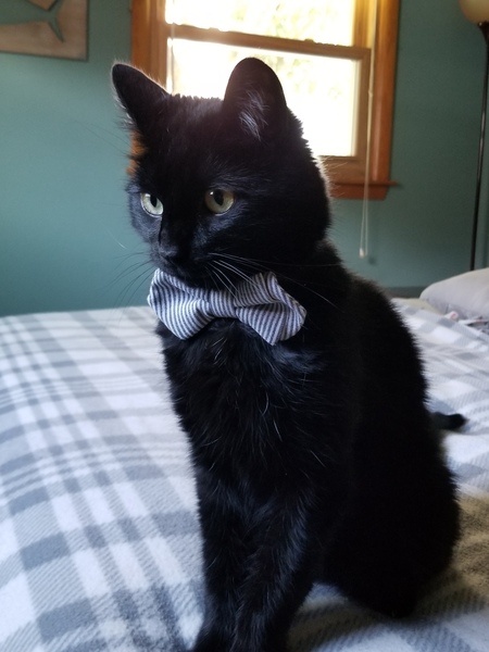 Entry image for King Wambo. Clicking this image will show a larger photo