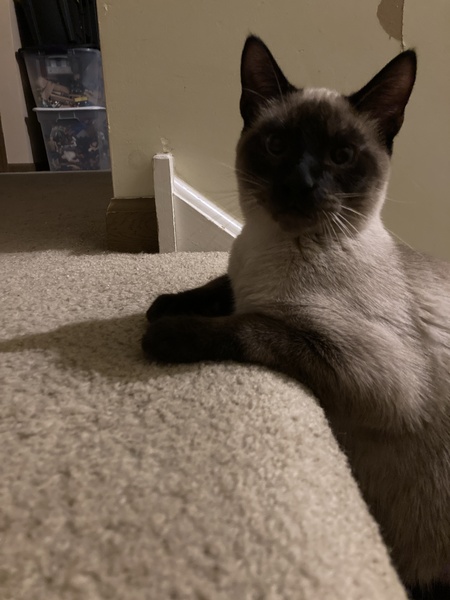 Entry image for Skippy. Clicking this image will show a larger photo