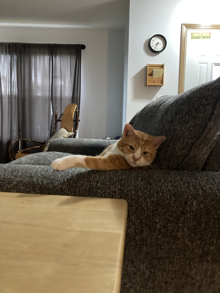 Entry image for Colby Jack. Clicking this image will show a larger photo