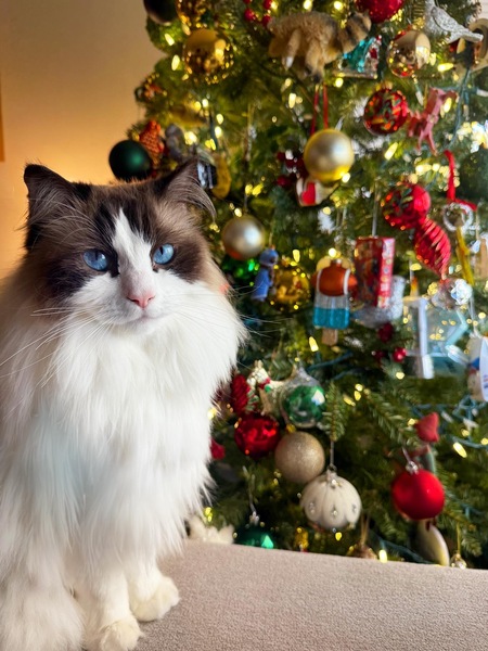 Entry image for Kitty Baby . Clicking this image will show a larger photo