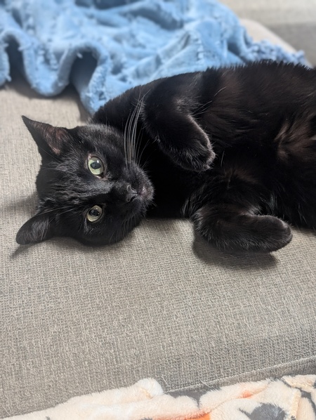 Entry image for Merlin. Clicking this image will show a larger photo