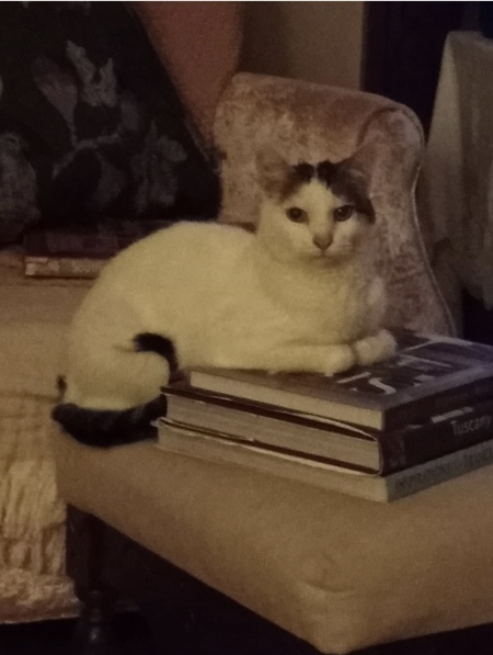 Entry image for Milo. Clicking this image will show a larger photo