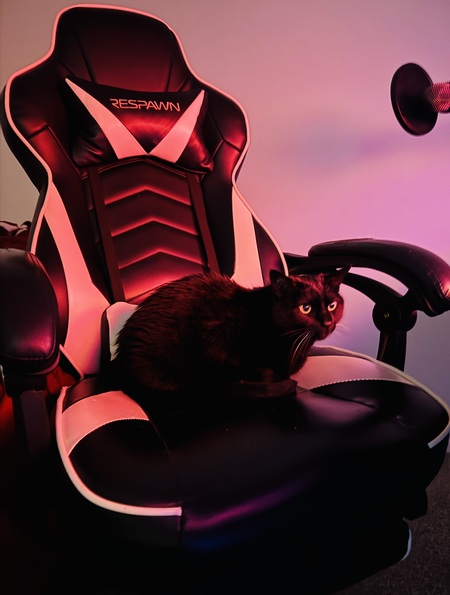 Entry image for Pepper. Clicking this image will show a larger photo