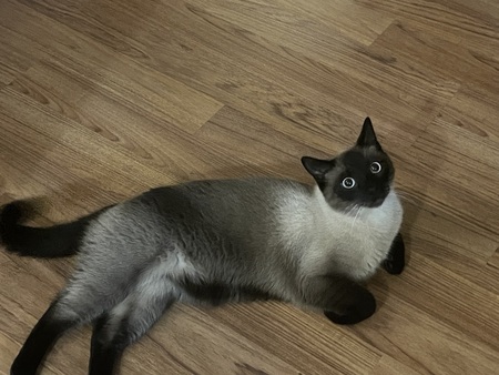 Entry image for Frank. Clicking this image will show a larger photo