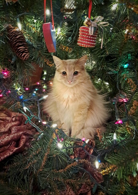 Entry image for Pharaoh . Clicking this image will show a larger photo