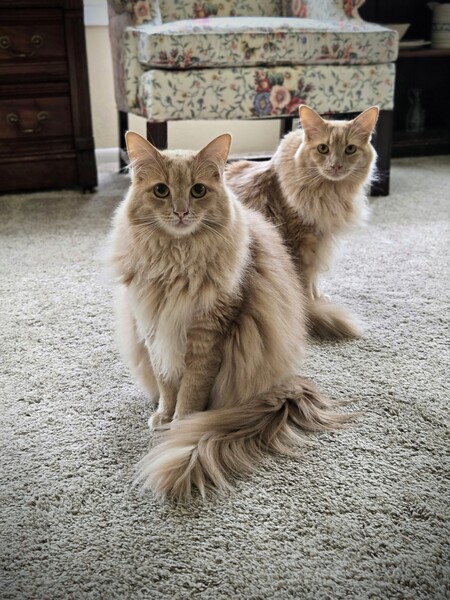 Entry image for Pharaoh and Tut. Clicking this image will show a larger photo