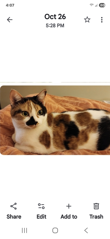 Entry image for Cali. Clicking this image will show a larger photo