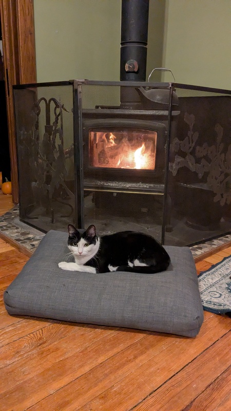 Entry image for Oreo. Clicking this image will show a larger photo