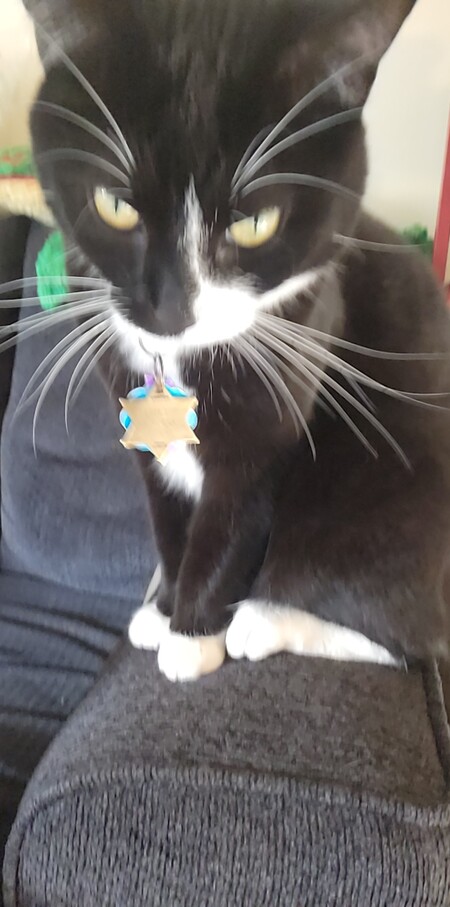 Entry image for Tux. Clicking this image will show a larger photo