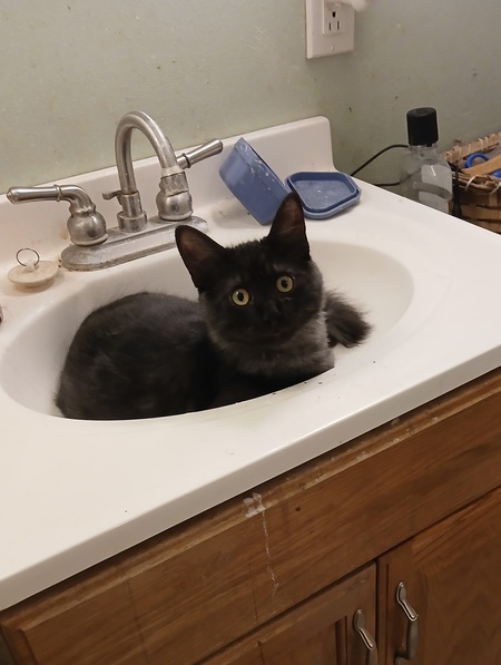 Entry image for Smokey. Clicking this image will show a larger photo