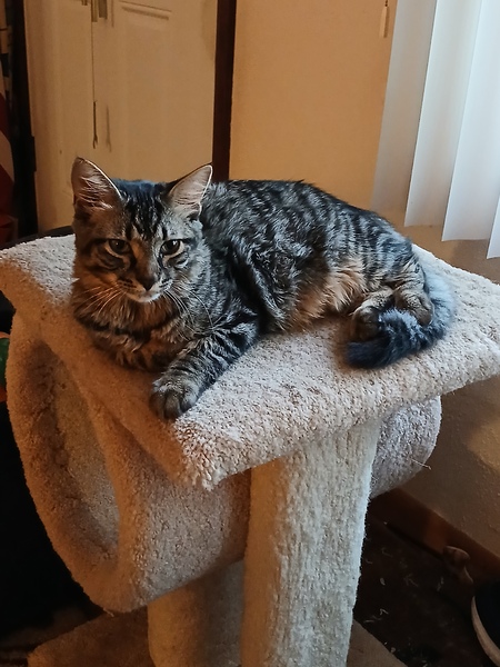 Entry image for Misty. Clicking this image will show a larger photo