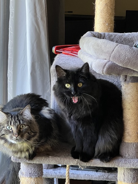 Entry image for Roman & Link. Clicking this image will show a larger photo