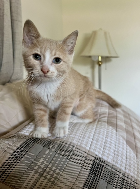 Entry image for Maple . Clicking this image will show a larger photo