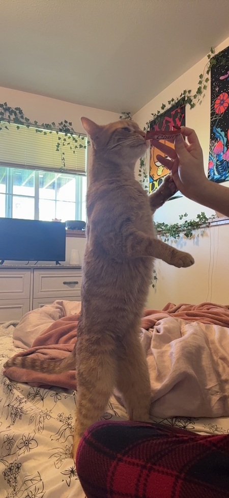 Entry image for Oliver. Clicking this image will show a larger photo