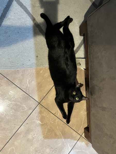 Entry image for Muffin . Clicking this image will show a larger photo