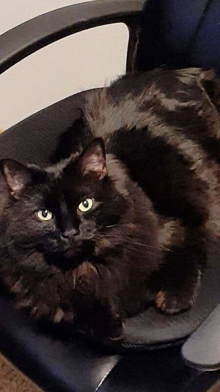 Entry image for Henry. Clicking this image will show a larger photo