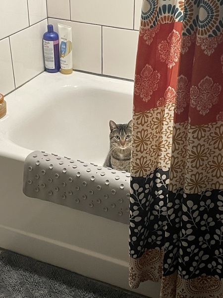 Entry image for Binx. Clicking this image will show a larger photo