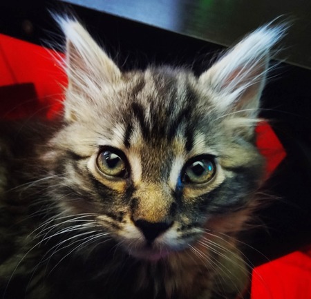 Entry image for Murphy . Clicking this image will show a larger photo