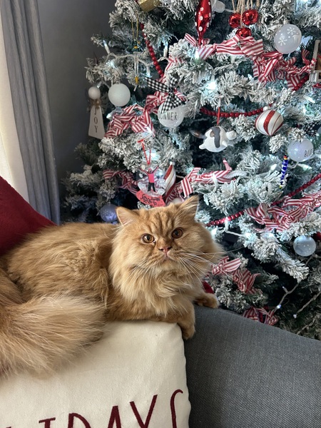 Entry image for Leo. Clicking this image will show a larger photo