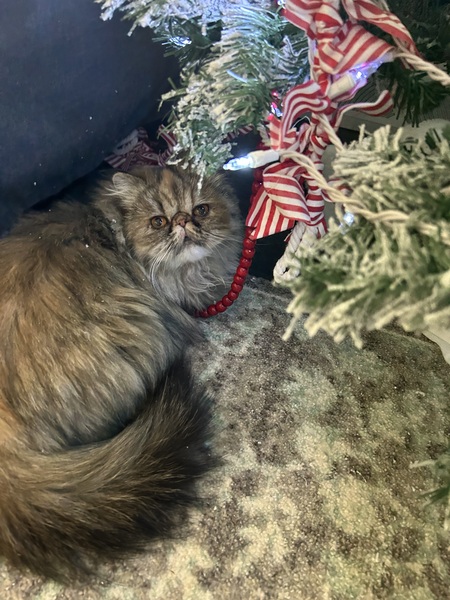 Entry image for Stormy. Clicking this image will show a larger photo