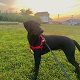 Entry image for Cooper