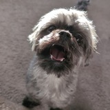 Entry image for Monte