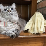 Entry image for Pearl