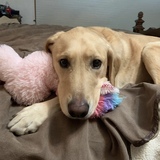 Entry image for Ellie