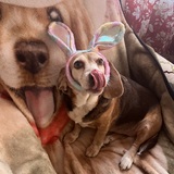 Entry image for Chloe