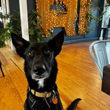 Entry image for Shai