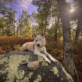 Entry image for Delilah