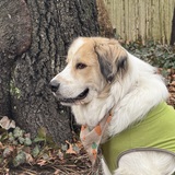 Entry image for Boomer AKA Boomie 