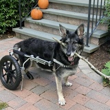 Entry image for Bailey