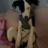 Entry image for Tootsie