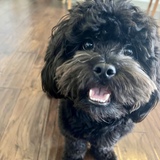 Entry image for Appa