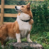 Entry image for Arlo