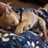 Entry image for Nugget