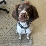 Entry image for Wheezy