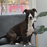 Entry image for Leia