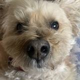 Entry image for Noah 