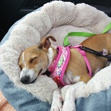 Entry image for Tinkerbelle 